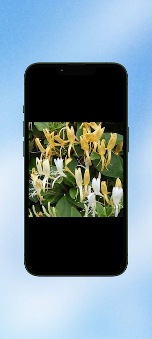 Lonicera Flower WalL Screenshot 1
