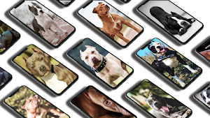 Pitbull Wallpapers Screenshot 0