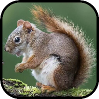 Squirrel Wallpapers