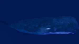 VR Scuba Diving - Deep Sea Oceanic Explorer Screenshot 2