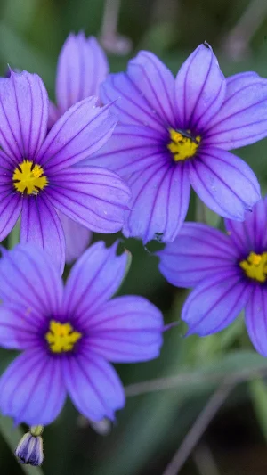 Blue-eyed Grass Wallpaper Screenshot 0