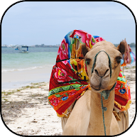 Camel wallpapers