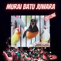 Masteran Murai Batu Jawara