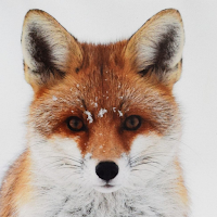 Fox HD Wallpapers