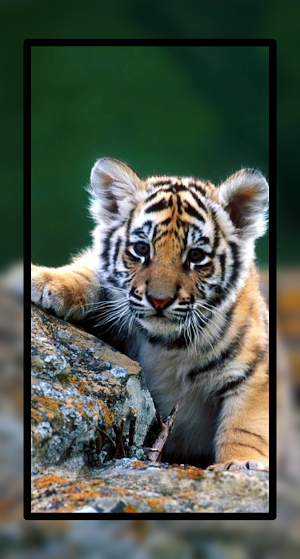 Baby Tiger Wallpaper Cute HD Screenshot 1