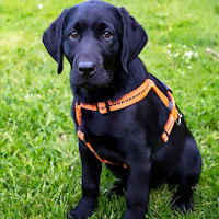 Puppy Dog Images