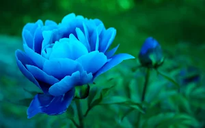 Peony Wallpapers Screenshot 1