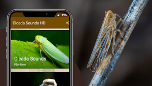 Cicada Sounds Screenshot 0