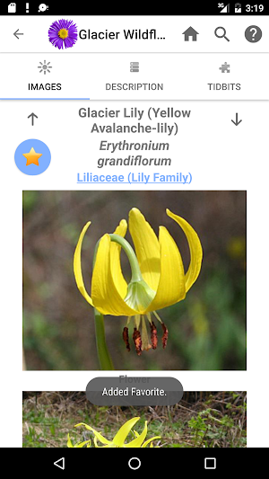 Glacier Wildflowers Screenshot 3
