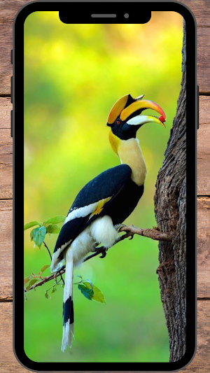 Burung Rangkong Wallpaper Screenshot 2