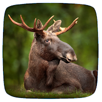 Elk Sounds