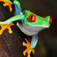 Frog Sounds