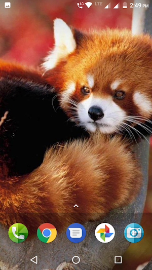 Red Panda Wallpaper Screenshot 2