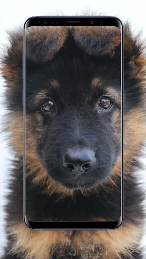 German Shepherd Wallpapers Screenshot 1