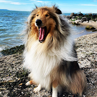 Collie Wallpapers - Papéis de parede Collie