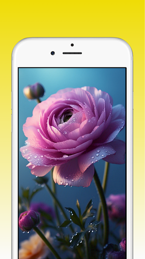 Ranunculus Flower Wallpapers Screenshot 3