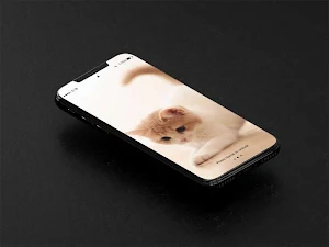 Kitten Wallpapers HD Offline Screenshot 0