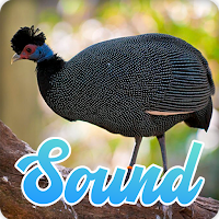Guinea Fowl Sounds Effect