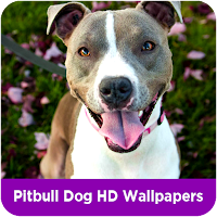 Pitbull Dog HD Wallpapers