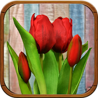 Tulipanes de Colores Fondos, I