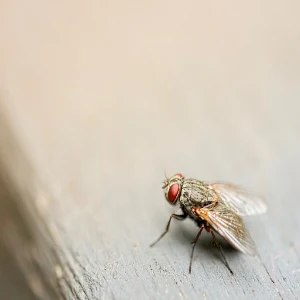 Fly Sounds Prank Screenshot 0