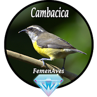 Canto Fêmea de Cambacica
