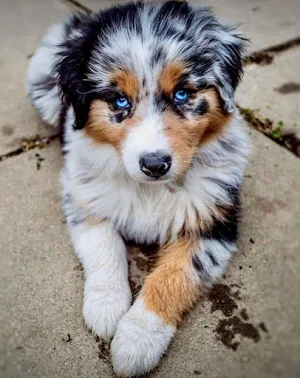 Australian Shepherd Wallpapers Screenshot 0