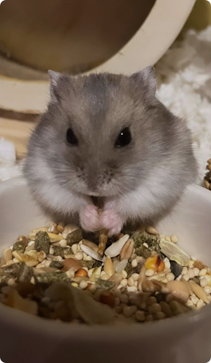 Hamster Cute Wallpaper HD Screenshot 2