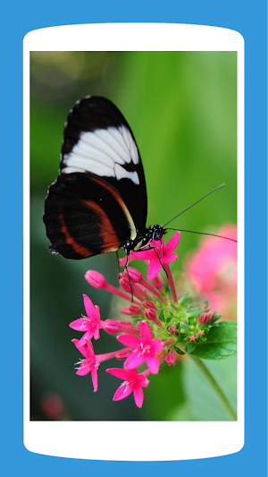 Butterfly Wallpaper Aesthetic HD 4K Screenshot 3
