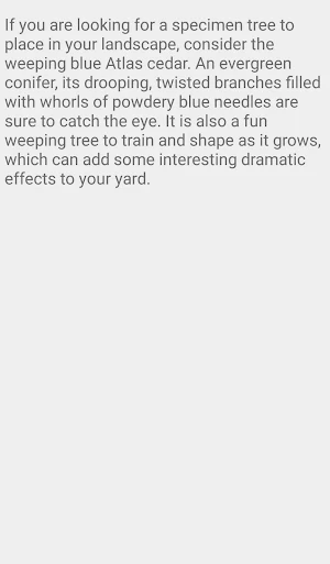 Weeping Blue Cedars Screenshot 1