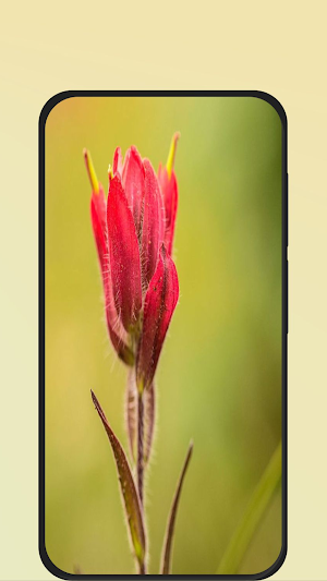 flower pictures Screenshot 1