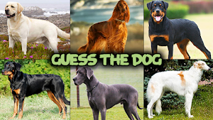 Dog quiz game Screenshot 3