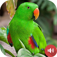 Parrot Sounds