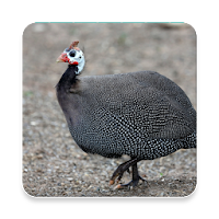 Guinea Fowl Sound Collections 