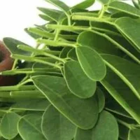 عشبة المورينغا وفوائدها