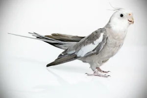 Cockatiel Corner Screenshot 2