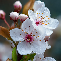 Cherry Bloosom Wallpaper 4K