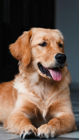 Goledenretriever Wallpaper HD Screenshot 1