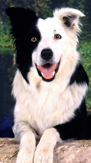 Border Collie Dogs Wallpapers Screenshot 1