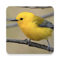 Warbler Bird Sound Collections ~ Sclip.app
