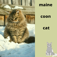 maine coon cat