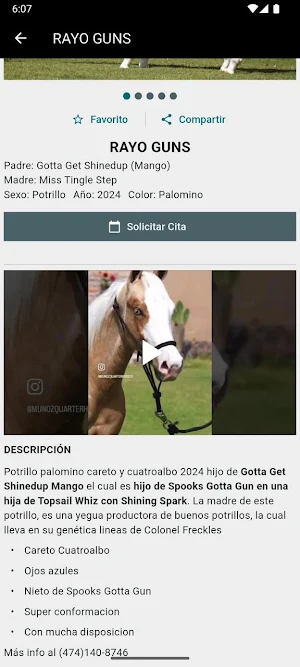 Imporhorse Screenshot 3