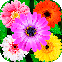 WAStickerApps Flowers stickers for WhatsApp 💐🌹🌷