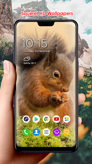 Squirrel HD Wallpapers Screenshot 3