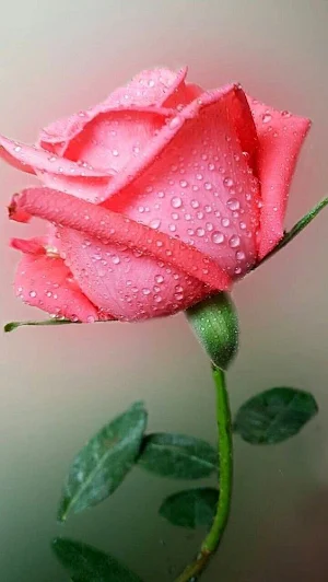 Rose Video Wallpaper Screenshot 0