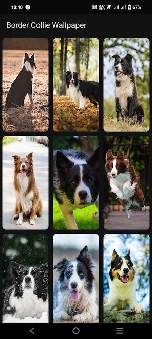 Border Collie Wallpaper Screenshot 2