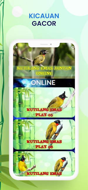 KICAU KUTILANG EMAS JANTAN Screenshot 2