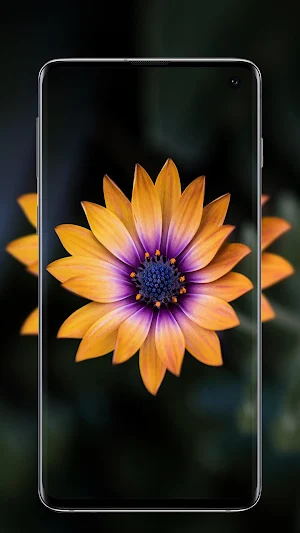 Flower Wallpaper - Colorful Flowers in HD & 4K Screenshot 0