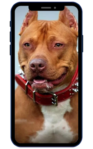 American Pitbull Screenshot 3