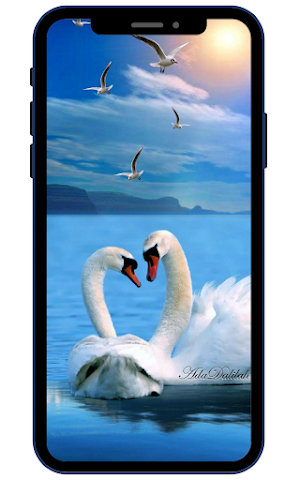 Swan Wallpapers Screenshot 3